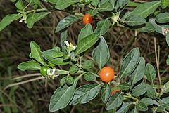 Jerusalem cherry (Solamun pseudocapsicum)