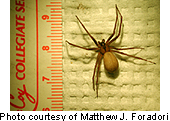 A brown recluse