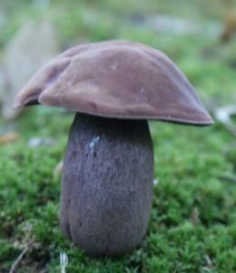 Lilac brown bolete, a toxic mushroom
