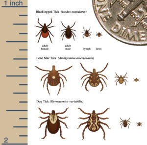 Tick identification chart from the CDC