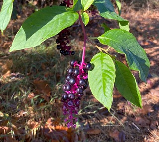 Pokeweed leaves, stem and berries